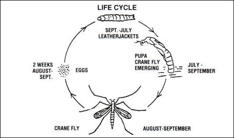 life cycle of leatherjackets